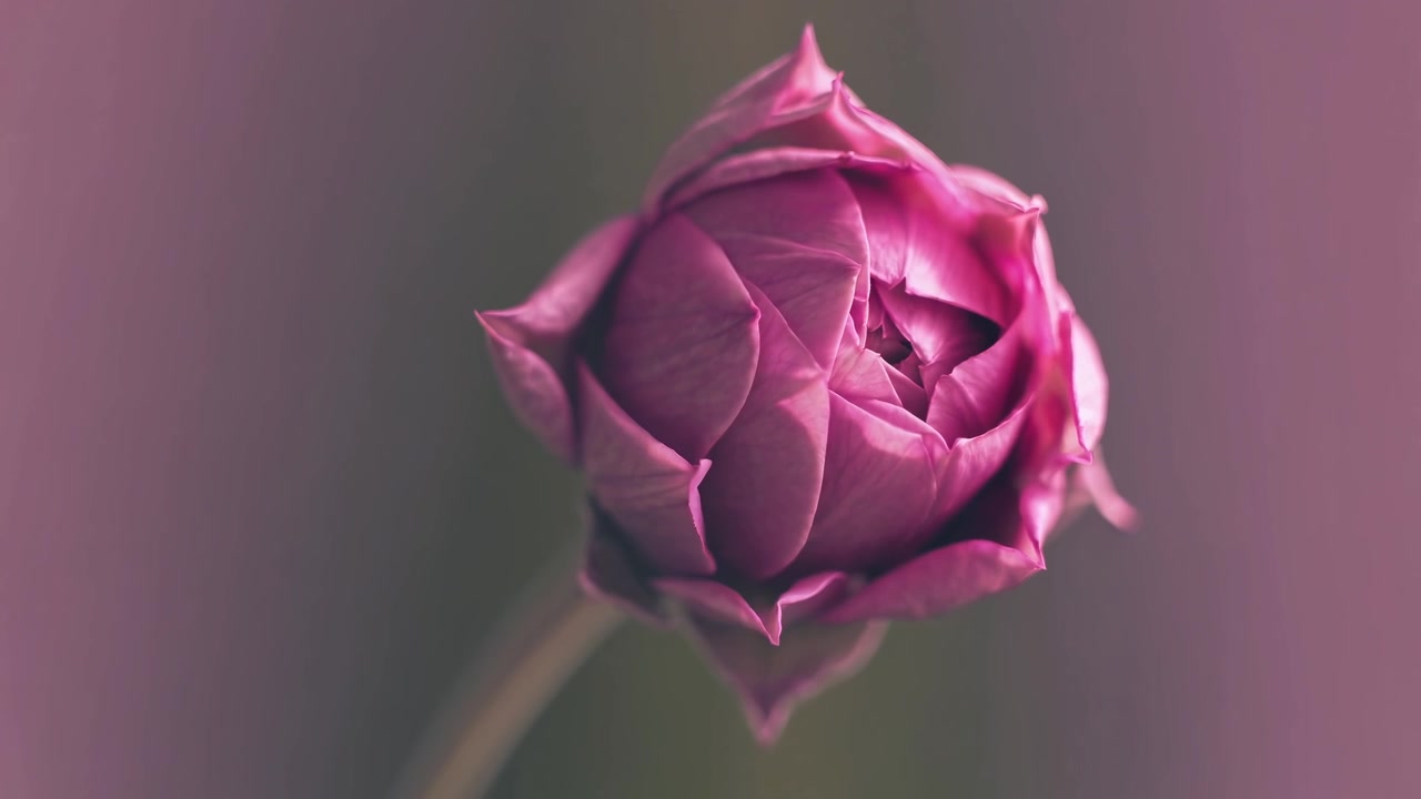 Time lapse di un fiore di ranuncolo rosa che sboccia
