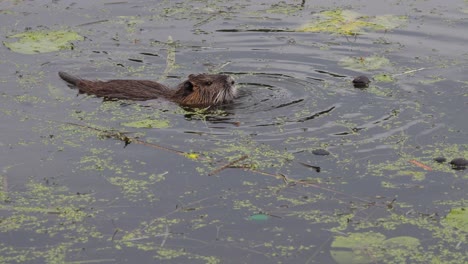 a nutria swims through a lake in search of food