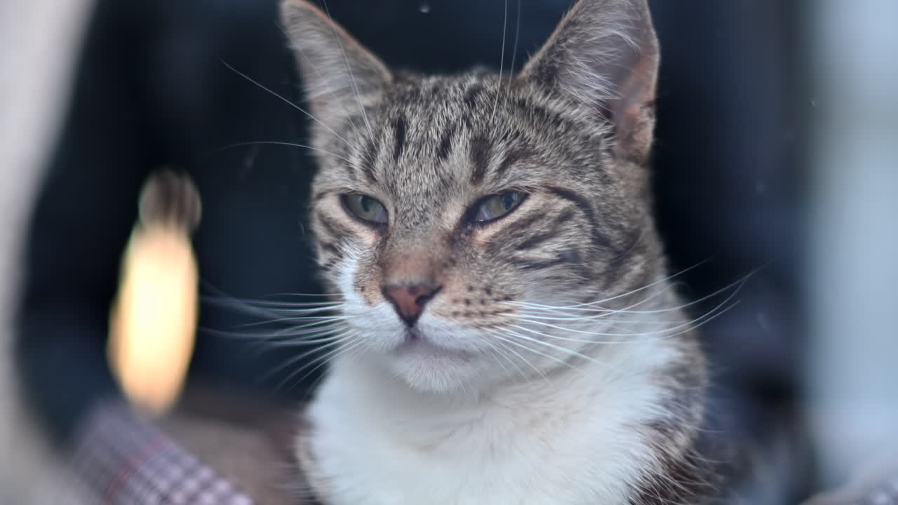 Primo piano di un gatto soriano con occhi verdi che guarda dritto davanti a sé