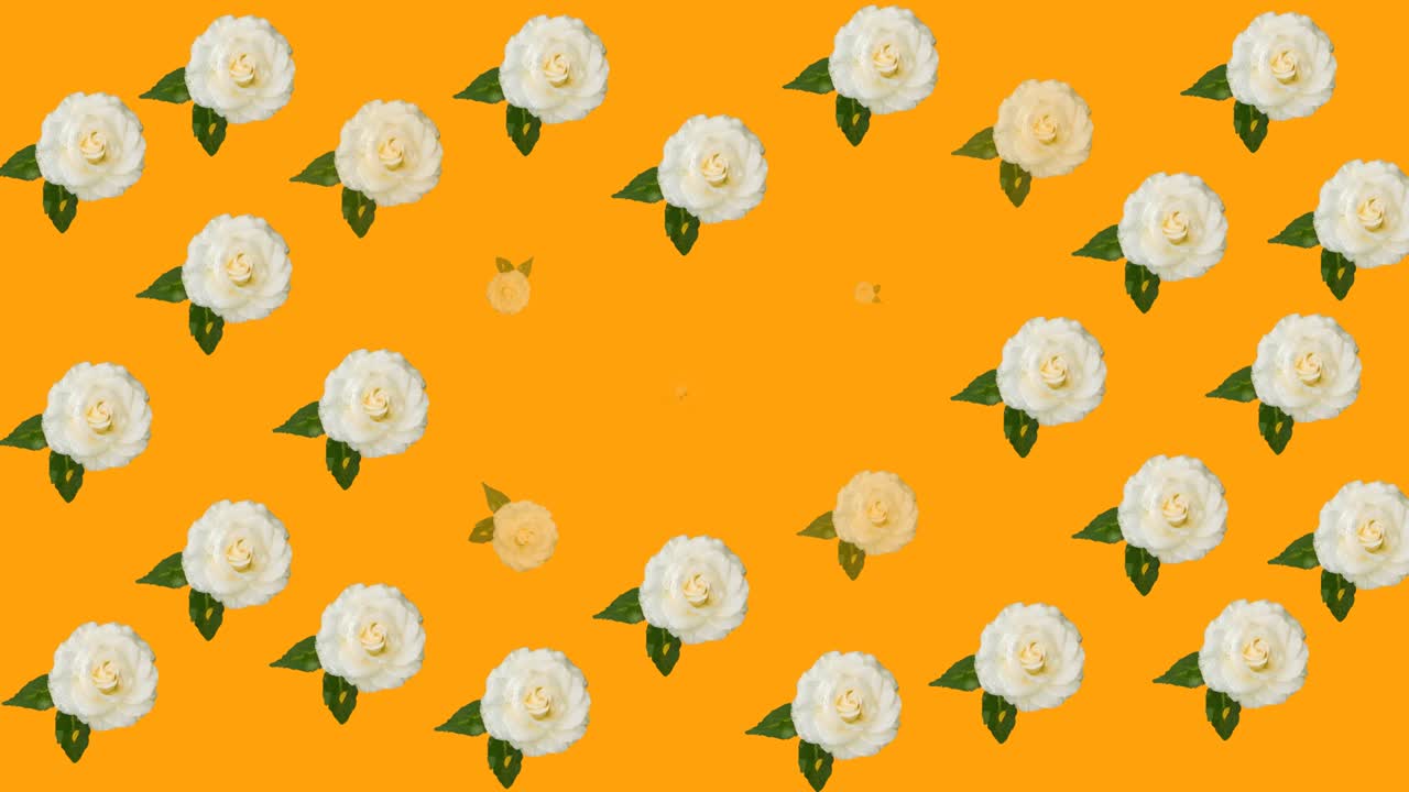 animación de múltiples rosas rosadas, amarillas y blancas que se mueven sobre un fondo naranja