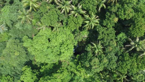 fotografía aérea de un bosque verde profundo