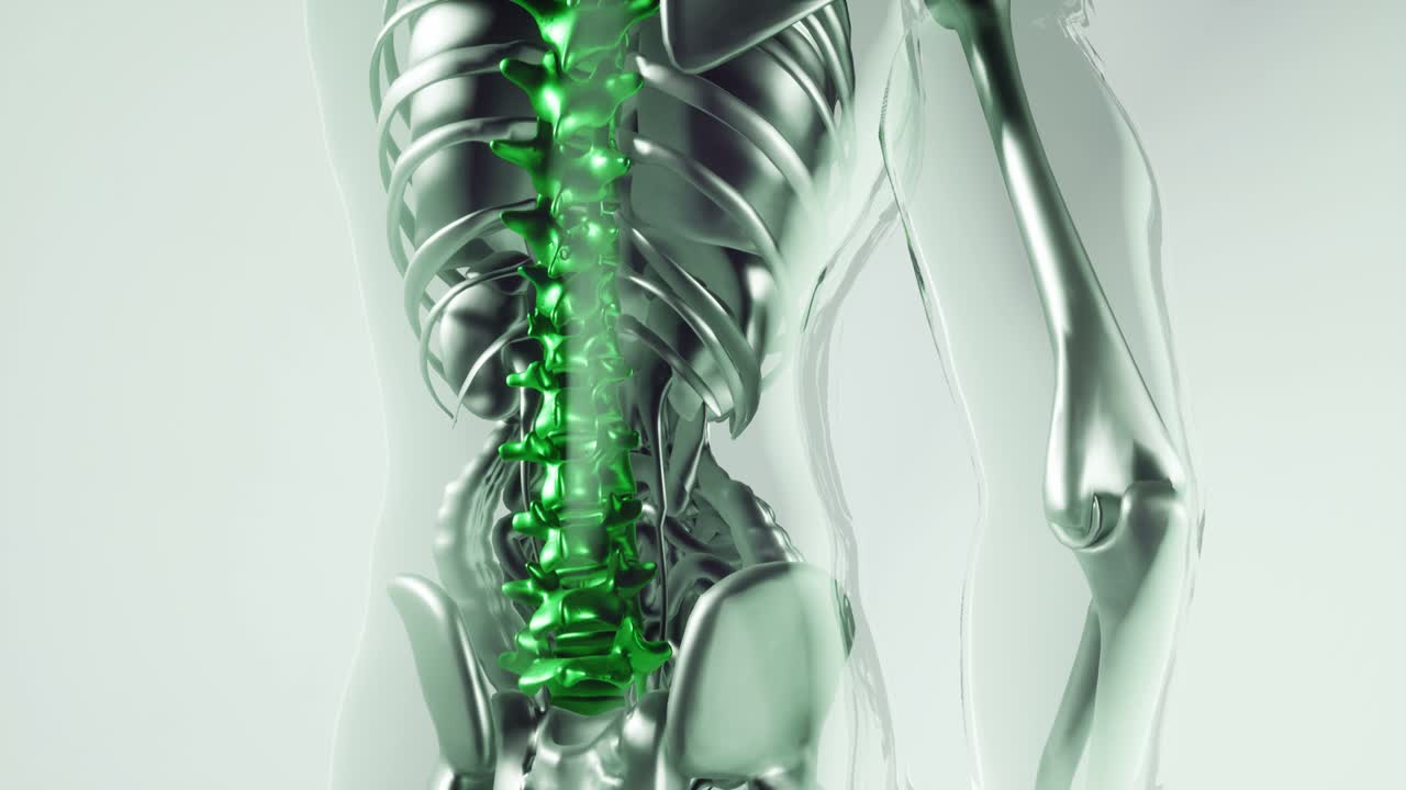 인체 척추 골격  ⁇  모델과 장기