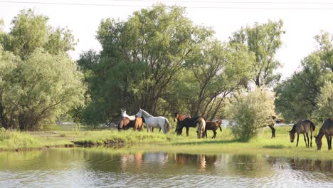 pequeño rebaño de caballos y potros pastando