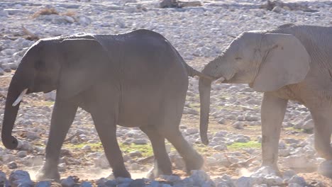 dos lindos elefantes jóvenes caminan con uno tirando de la cola de los demás en un abrevadero en el parque nacional de etosha namibia