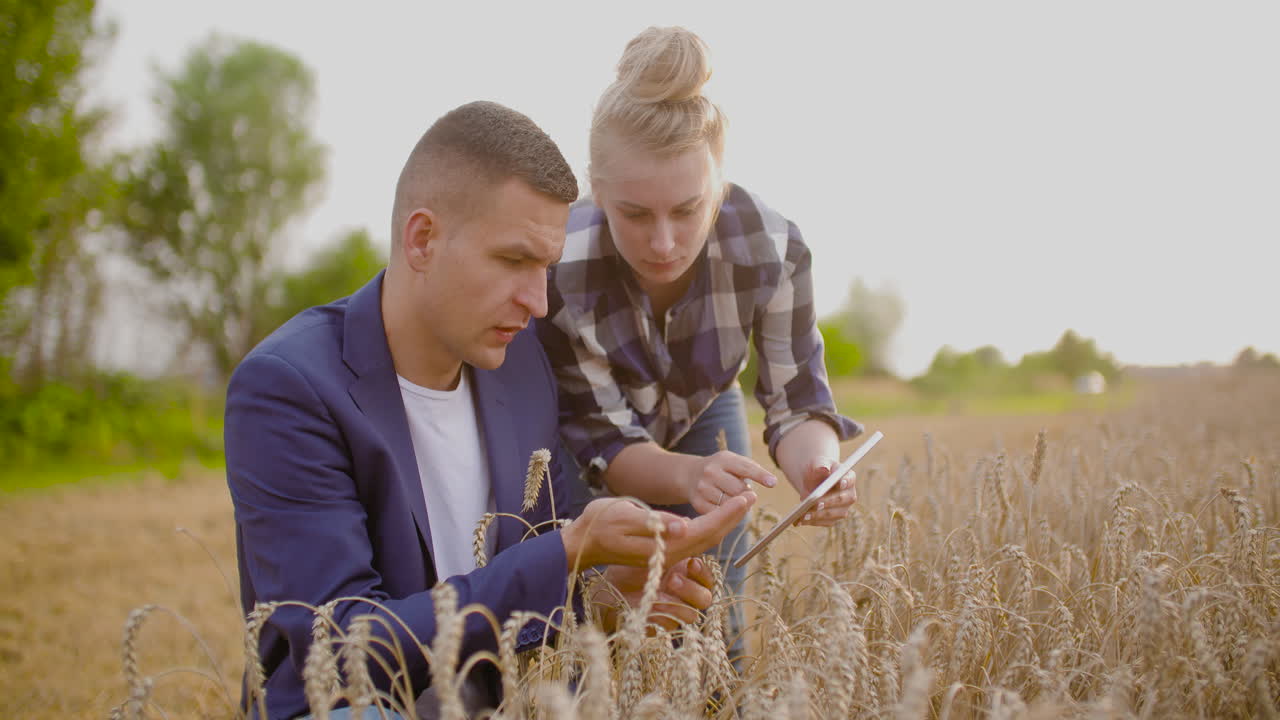 фермер рассматривает посевы пшеницы в руках, используя цифровой планшет 1