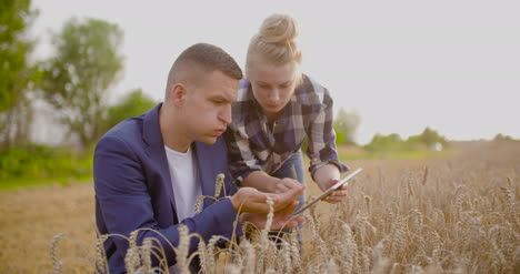 farmer examining wheat crops in hands while using digital tablet 1