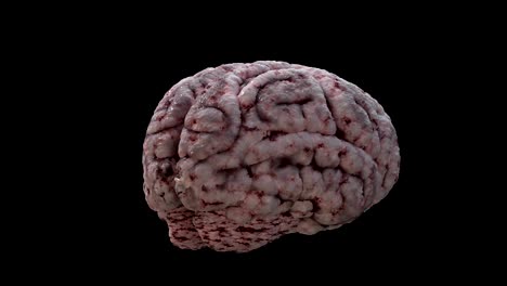 el cerebro humano girando en el fondo negro. animación en bucle 3d.