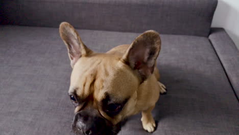 french bulldog face close-up