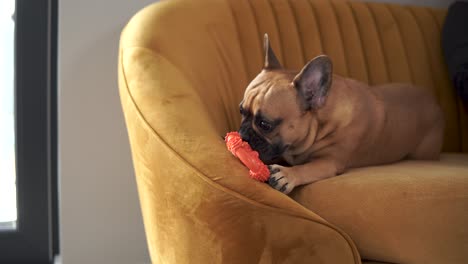 Primer-Plano-De-Bulldog-Francés-En-El-Sofá-Jugando-Con-Juguetes-En-Casa,-4k