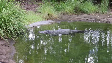 crocodile swimming in a pond with grassy banks