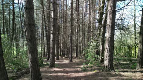 Spooky-woods-in-springtime-sun,-aerial-drone-slow-reverse---Cheshire-forest,-England,-UK