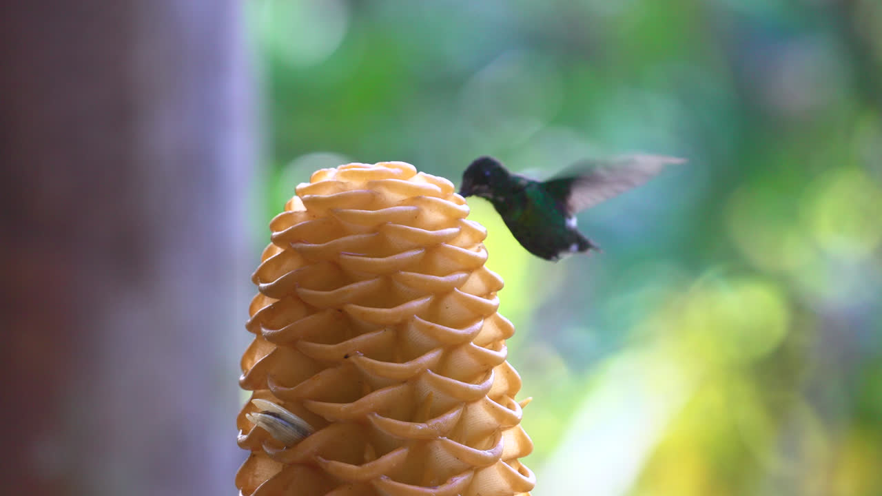A hummingbird hovers near a beehive ginger flower in a lush green forest setting