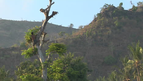 A-Man-Clears-Branches-From-A-Tall-Tree-In-A-Tropical-Forest