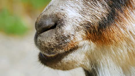 close up of goat mouth chewing cud, springtime season