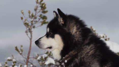 Seitenansicht-Eines-Alaskan-Malamute,-Der-Bei-Schneefall-Im-Freien-Sitzt---Nahaufnahme