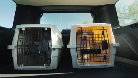 two cages for the transport of animals in the trunk of the car the car carries two cages with puppie