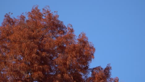 Secuoya-Del-Amanecer-Contra-El-Cielo-Azul-Claro