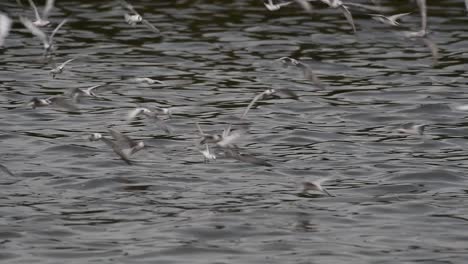 terns and gulls skimming for food are migratory seabirds to thailand, flying around in circles, taking turns to skim for food floating on the sea at bangpu recreational center wharf