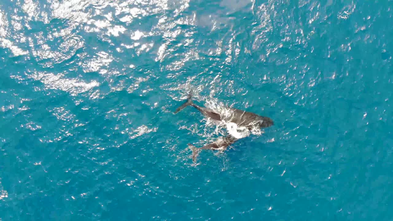 ballena jorobada adulta y cría rompiendo la superficie y usando un espiráculo