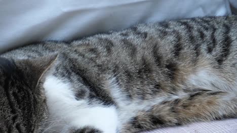 cat grooming on a couch sliding shot