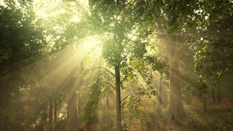 Mystical-wood-in-the-foggy-morning