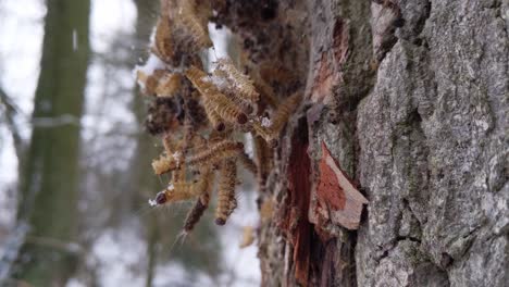 abandoned shell skin of oak processionary moth on a tree during winter time