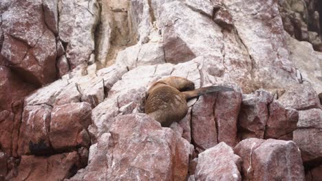 Wunderschöne-Aufnahme-Einer-Einzigartigen-Robbenart,-Die-Auf-Einem-Felsen-In-Der-Wüste-Des-Paracas-Nationalreservats,-Ica,-Schläft?