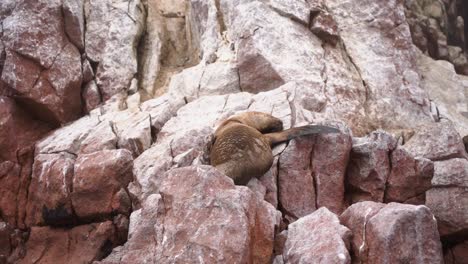 hermosa foto de una especie única de foca durmiendo en una roca en el desierto de la reserva nacional de paracas, ica, per?