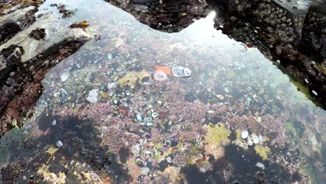 Looking-into-an-ocean-tide-pool-full-of-colorful-marine-life