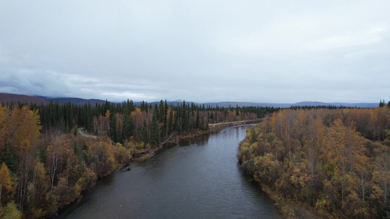 Dronekuva lentämässä värikkään syysmetsän ja Chena-joen yli Alaskassa, USA:ssa.