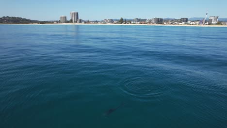 bottlenose dolphin breathing through blowhole while swimming in the sea. burleigh headland in background. drone tilt-down shot