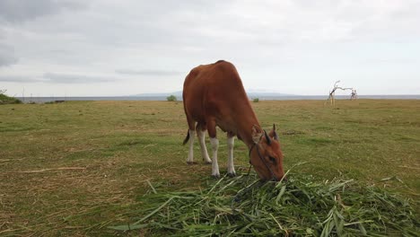 Vaca-Marrón-Pastando-En-La-Pradera-Marina,-Animal-Lindo-Come-Hierba-En-El-Campo-Asiático,-Banteng,-Bos-Javanicus-Domesticus