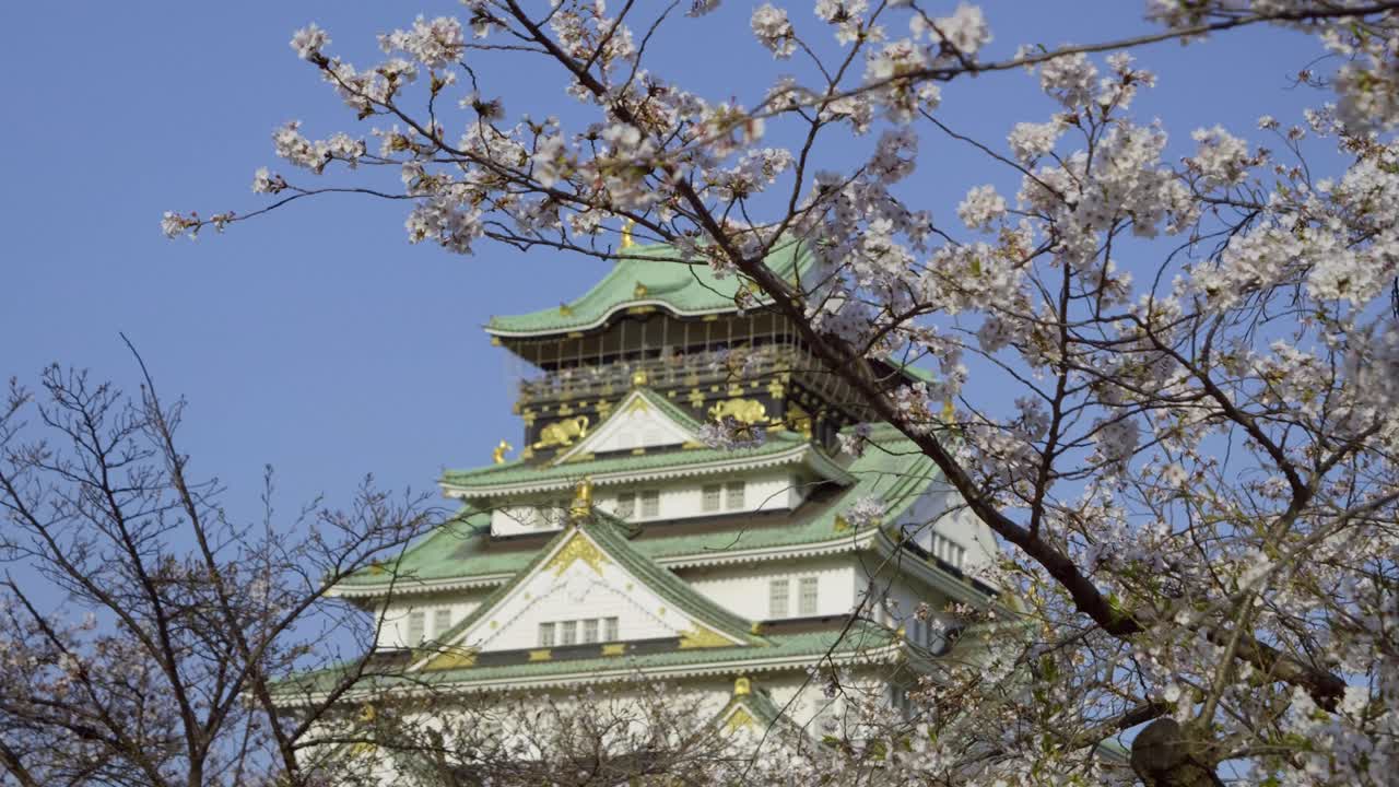 Full bloom of Sakura cherry blossoms at Osaka castle in Japan