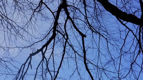 ramas de árboles de invierno sin hojas y fondo de cielo azul