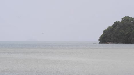 slow motion shot of birds diving for fish in shallow waters