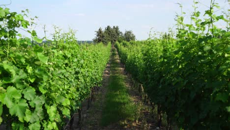 viñedo y árboles en werderaner wachtelberg en werder-havel