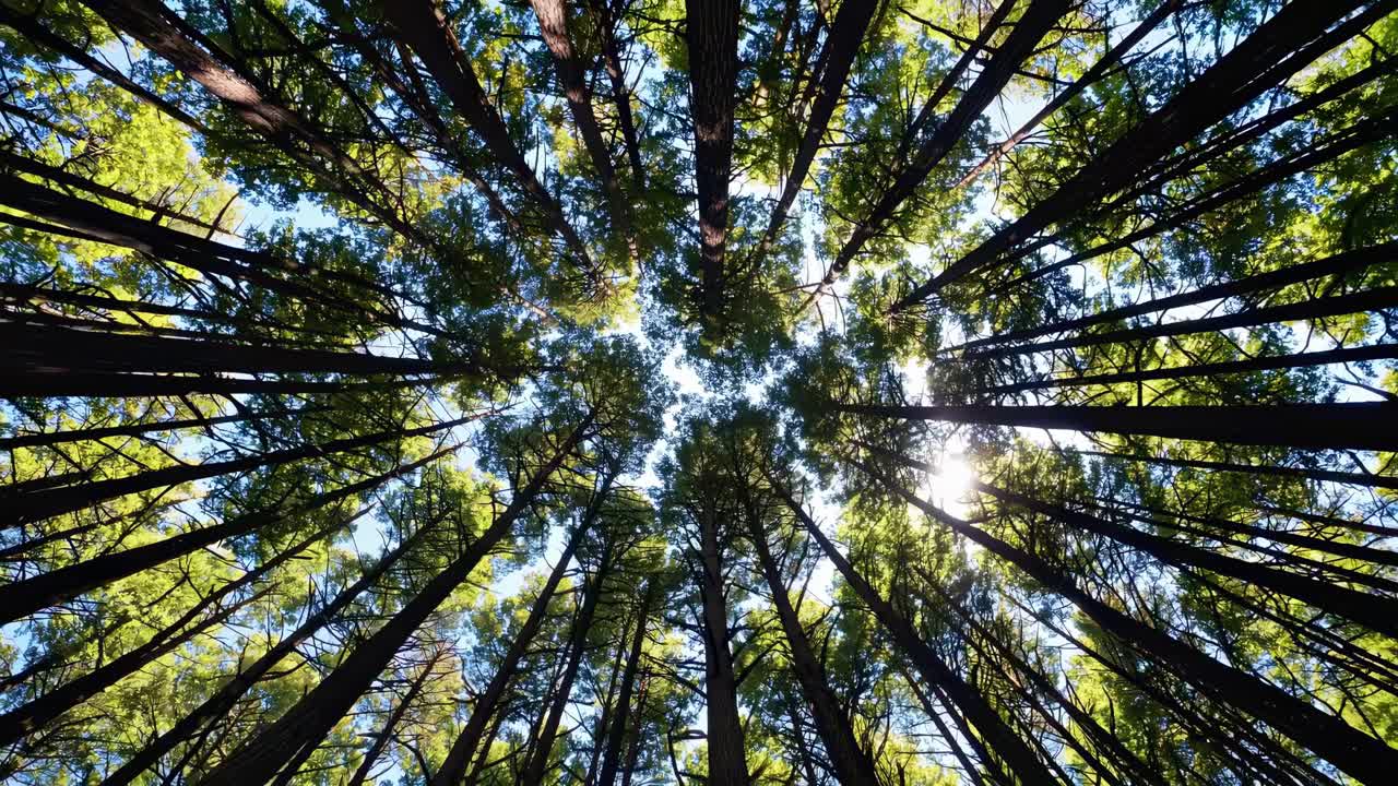 Alberi alti che si protendono verso la volta celeste