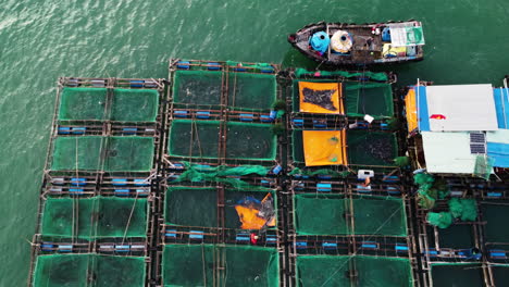 ascending aerial top down of asian fisherman catching species of fish on fishing farm in vietnam during sunlight