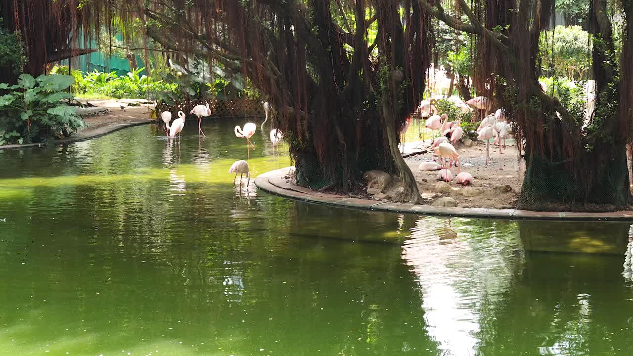 플라밍고 들 이 조용 한 연못  에 모여 있다
