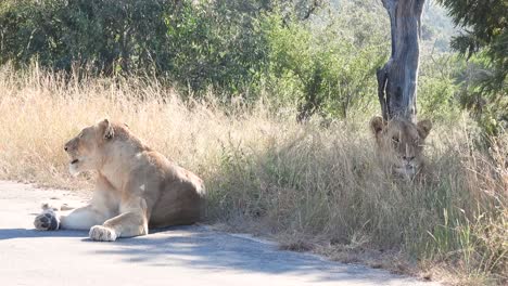 Leona-Sudafricana-Descansando-En-La-Carretera-Cubierta-De-Hierba-En-Sudáfrica