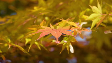 南韓首爾秋季的 acer palmatum 樹葉