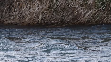 bird diving in river