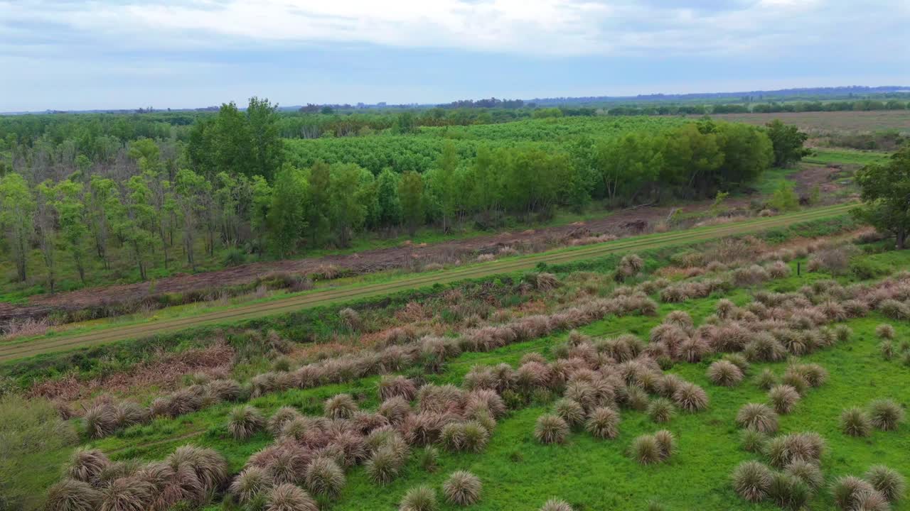 Wide drone shot capturing the mix of dense green plantation or forest and surrounding open fields in the Paraná Delta, Argentina