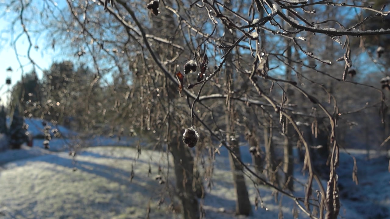 Nahaufnahme einer kleinen Eichel, bedeckt mit Schnee und Eis, während die Kamera langsam nach oben fährt und den Fokus auf den Hintergrund verlagert, wo die Sonne in einem Wald und auf den Ästen hinter der Eichel scheint.