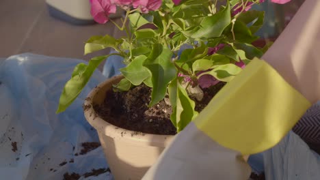 close-up of a hand planting a bougainvillea in a pot