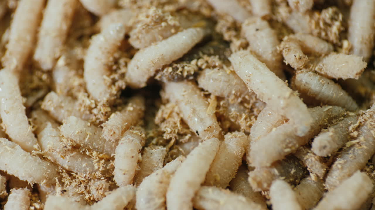 구더기가 서로 위를 기어다니는