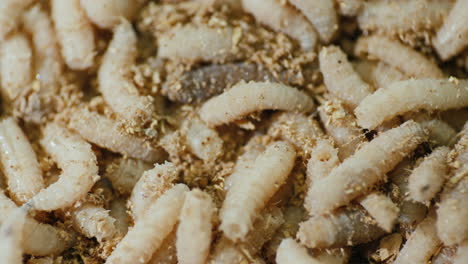 maggots crawling on top of each other