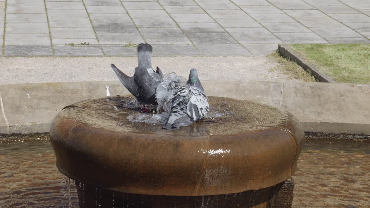 dos palomas bañándose en una pequeña fuente en el castillo real en praga, república checa