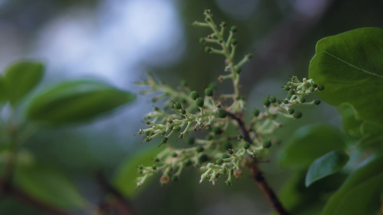 Primo piano di una pianta verde in una foresta pluviale