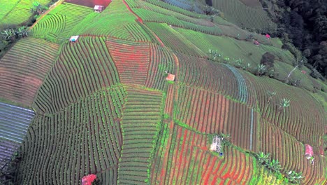 Panyaweuyan-Plantagenterrassen-Mit-Gestreiften-Landwirtschaftlichen-Nutzpflanzen-Schmiegen-Sich-An-Die-Vulkanischen-Hänge-Der-Indonesischen-Landschaft